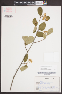 Aronia melanocarpa image