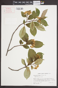 Aronia melanocarpa image