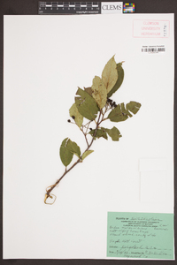 Aronia melanocarpa image