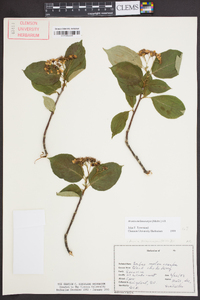 Aronia melanocarpa image