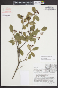 Aronia melanocarpa image