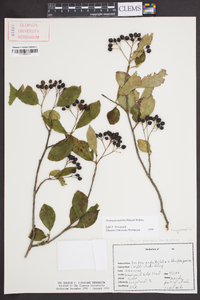 Aronia × prunifolia image