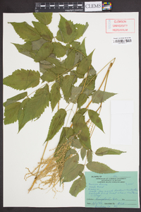 Aruncus dioicus image