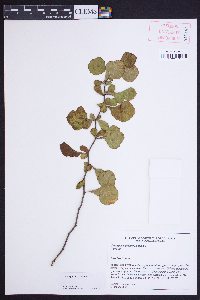 Crataegus lassa image