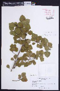 Crataegus dispar image