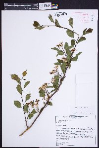 Crataegus viridis image