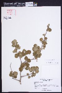 Crataegus dispar image