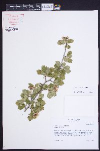 Crataegus dispar image