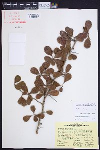 Crataegus berberifolia var. engelmannii image
