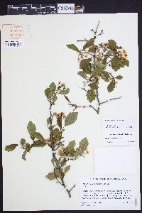 Crataegus ignava image