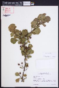 Crataegus lassa image