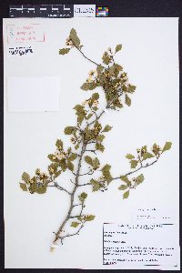 Crataegus ignava image