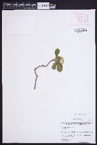 Crataegus lassa image