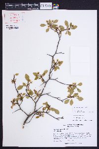 Crataegus ignava image