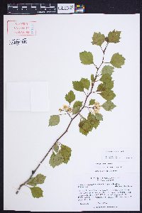 Crataegus ignava image