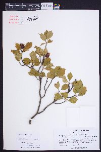 Crataegus ignava image