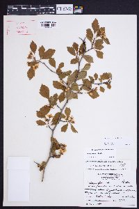 Crataegus ignava image