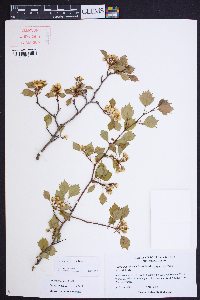 Crataegus ignava image