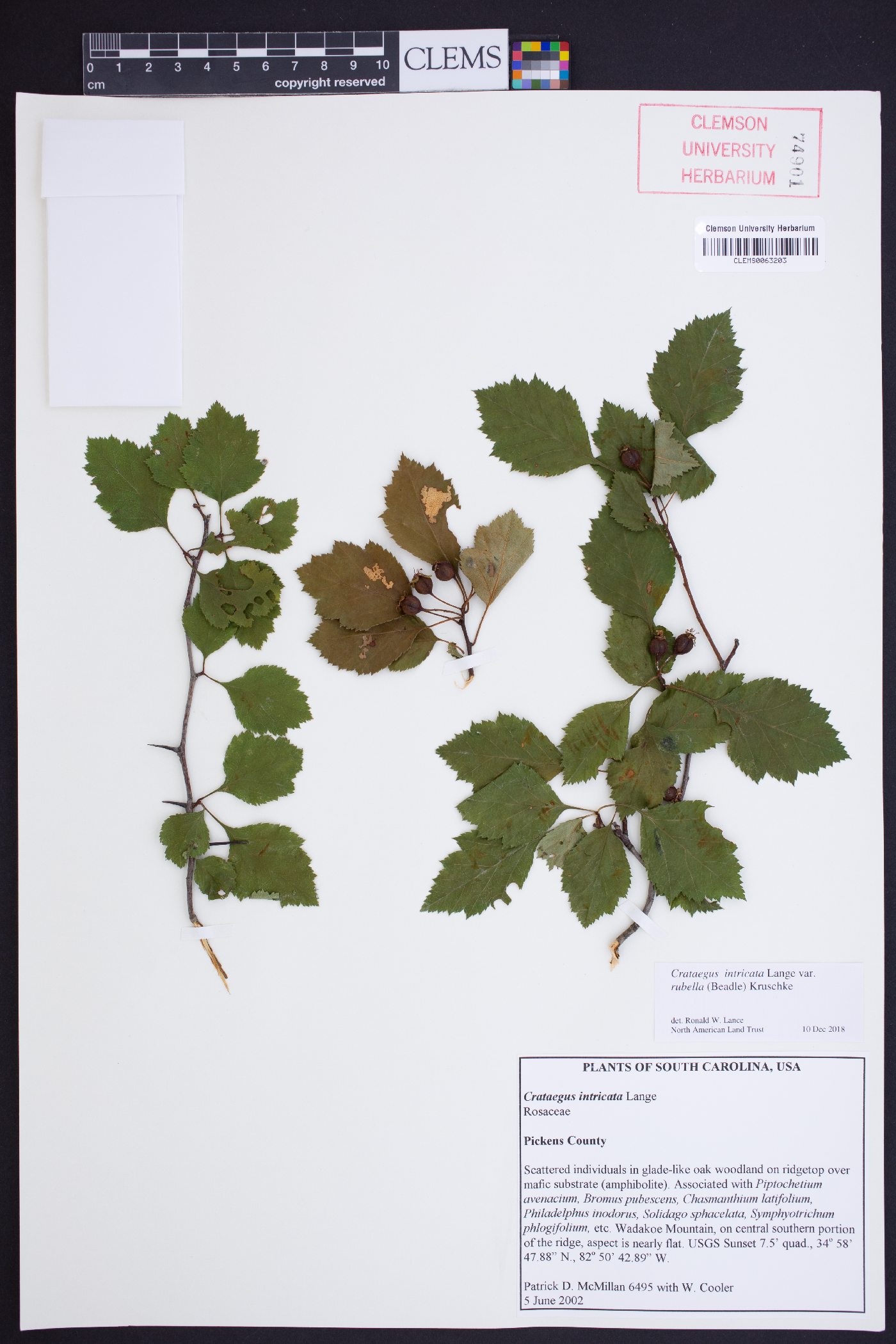 Crataegus intricata var. rubella image