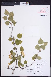 Crataegus pruinosa image