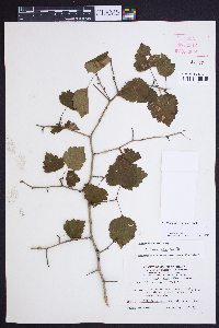 Crataegus iracunda image