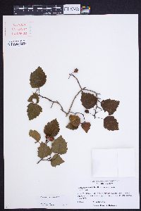 Crataegus iracunda image