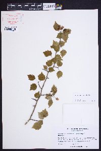 Crataegus iracunda image