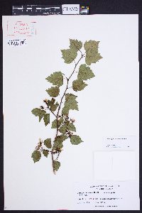 Crataegus iracunda image