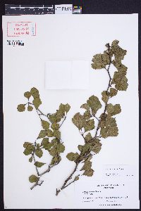 Crataegus lassa image