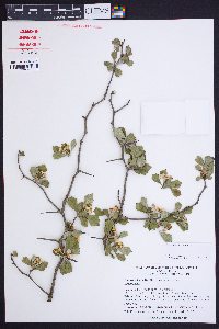 Crataegus lassa image