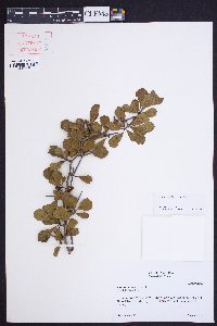 Crataegus lassa image