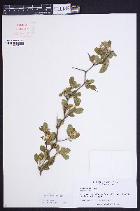 Crataegus lassa image