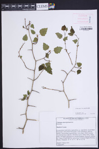 Crataegus iracunda image