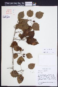 Crataegus iracunda image