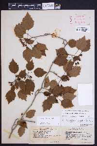 Crataegus iracunda image