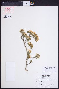 Crataegus marshallii image