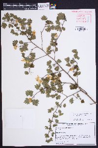 Crataegus marshallii image