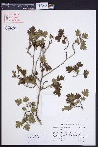 Crataegus marshallii image