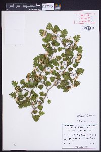 Crataegus marshallii image