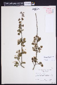 Crataegus marshallii image