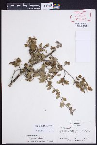 Crataegus marshallii image