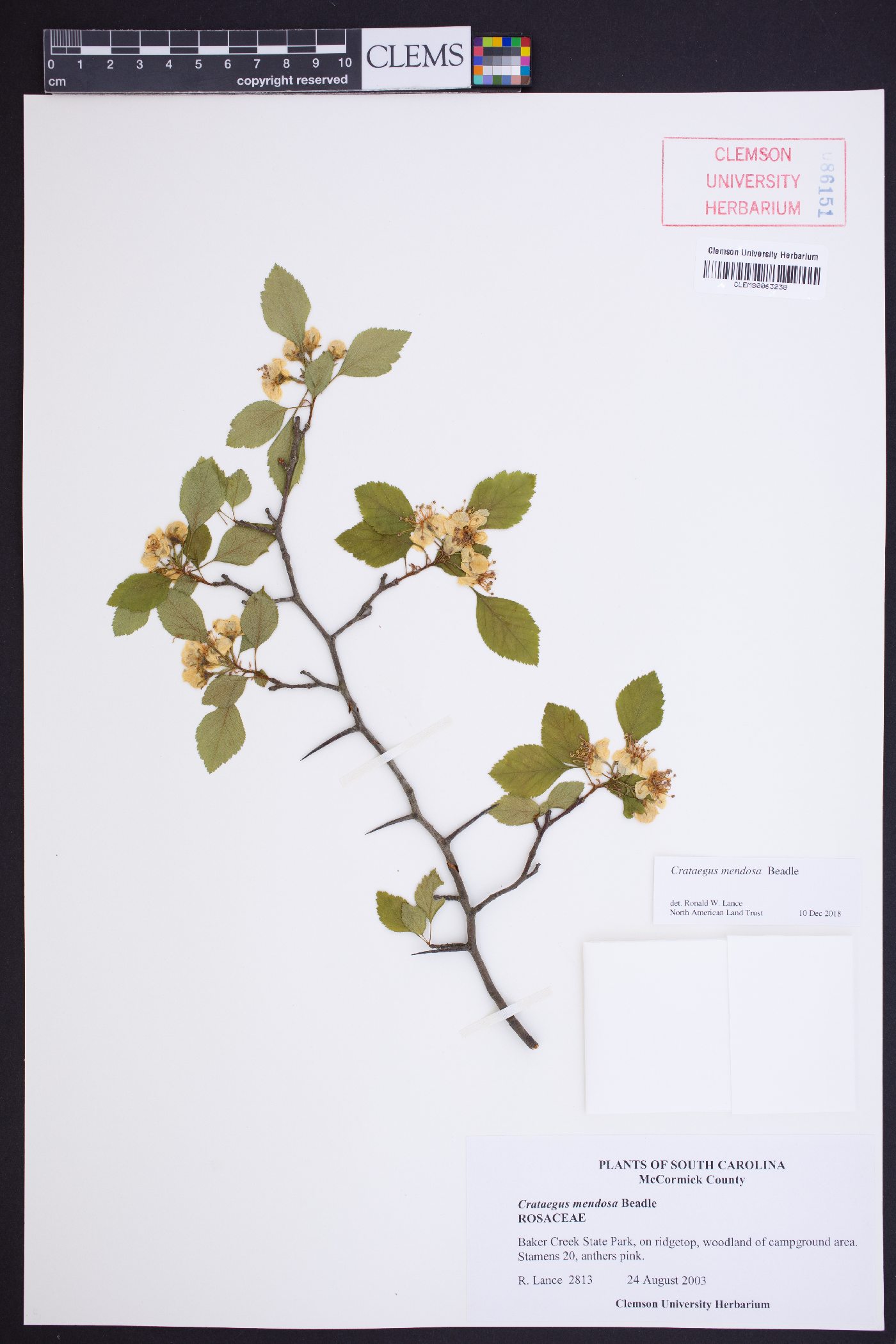 Crataegus mendosa image