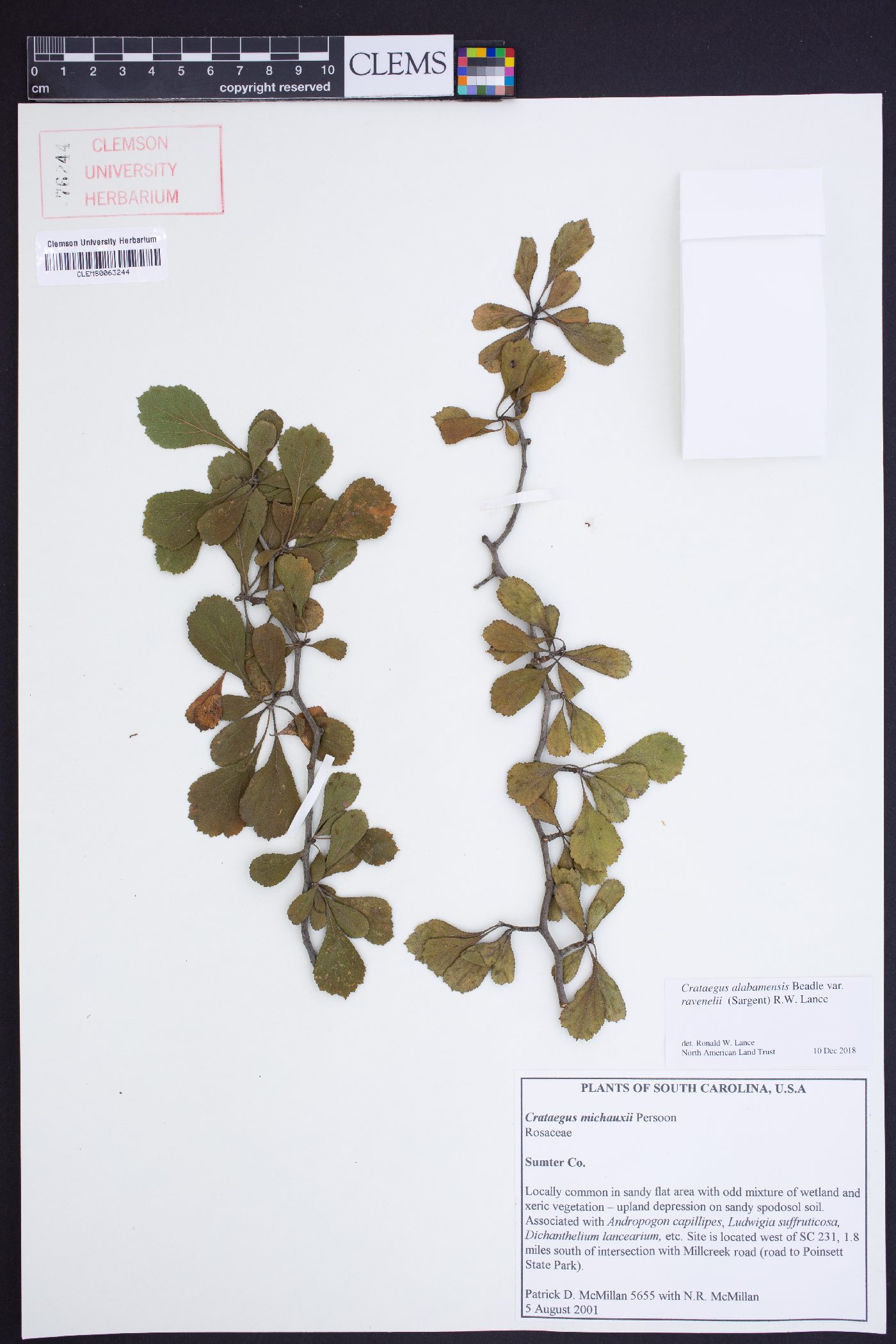 Crataegus alabamensis image