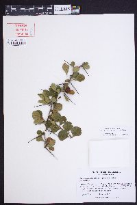 Crataegus munda image