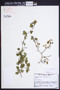 Crataegus iracunda image