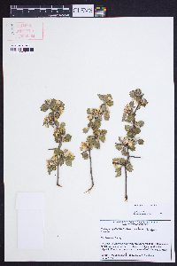 Crataegus dispar image