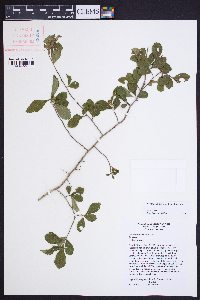 Crataegus uniflora image