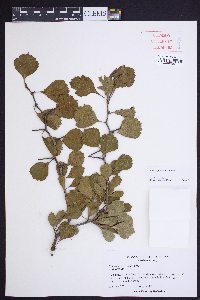 Crataegus senta image