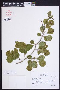 Crataegus sororia image