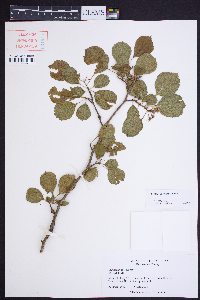 Crataegus sororia image